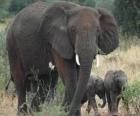 οικογένεια των ελεφάντων